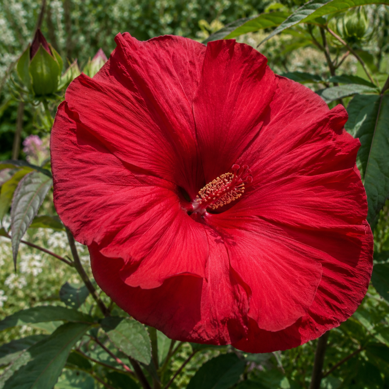 Obrázok Ibištek bahenný (Hibiscus moscheutos) ´Carousel Geant Red’ - výška 20-40 cm, kont. C3L